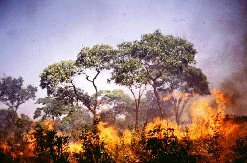 Top 34+ Gambar Bencana Alam Kebakaran Hutan