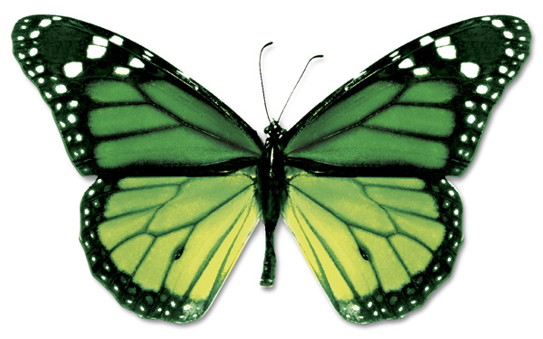 green butterfly 