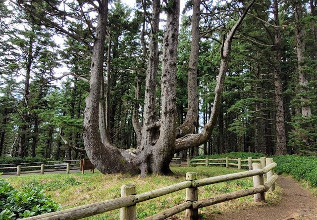 The octopus tree