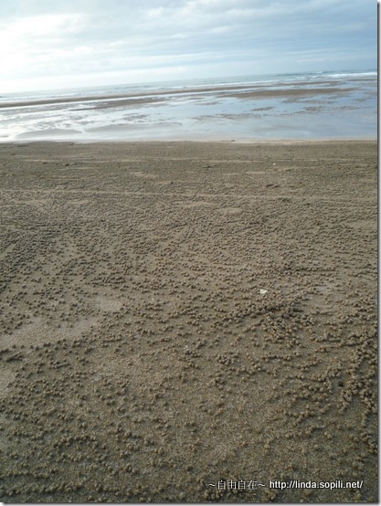 沙崙海水浴場-噁心的粒粒
