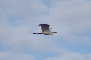 Great White Egret