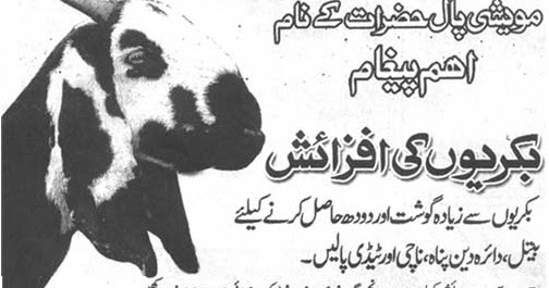 Goat Breeding Tips for Livestock Farmers (Urdu) The AgriNews