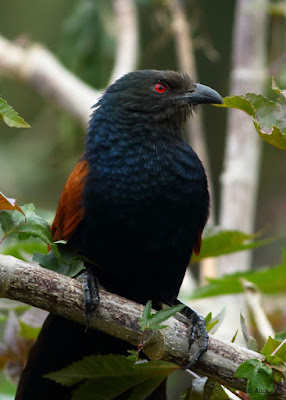 Greater Coucal 