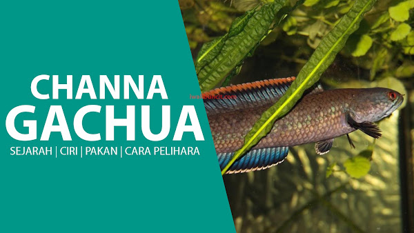 Mau Pelihara Ikan Channa Gachua? Baca Dulu Tips dan Info Lengkapnya Berikut!