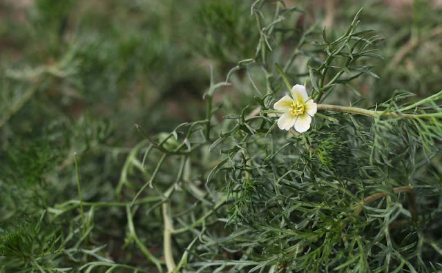 Peganum Harmala Flowers Pictures