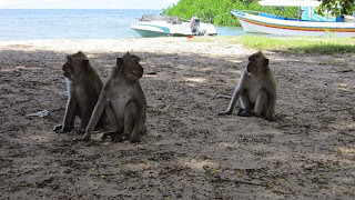 trip advisor pantai bahma