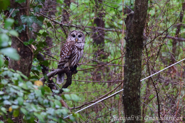 Barred owl (brown and white) looking straight towards the camera, with black eyes wide and yellow beak visible, sitting on a branch, surrounded by trees and leaves.