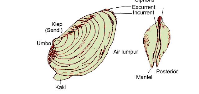 Anatomi Luar Bivalvia