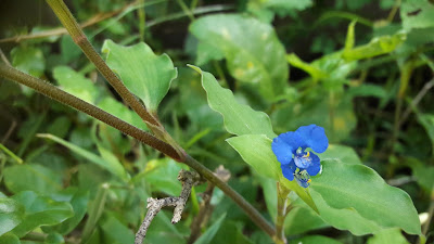 Asiatic dayflower