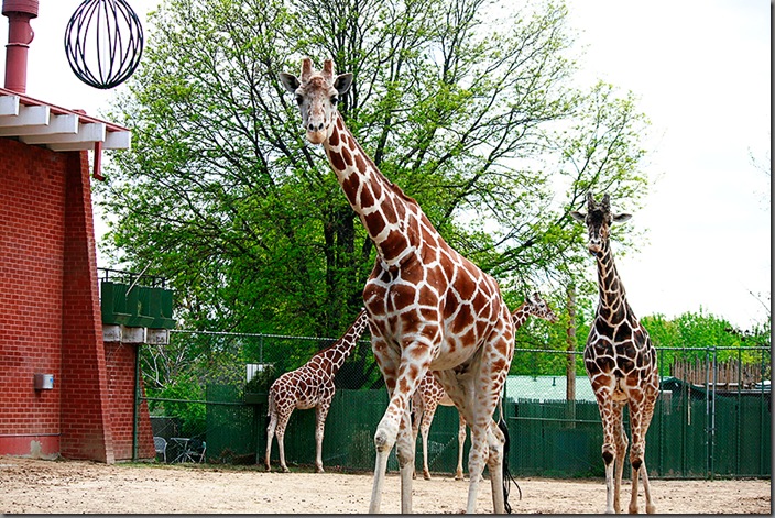 Zoo38 Zoo38