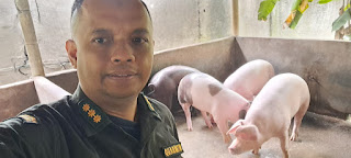 Pemeriksaan Fisik Babi