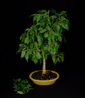 przycinanie bonsai
