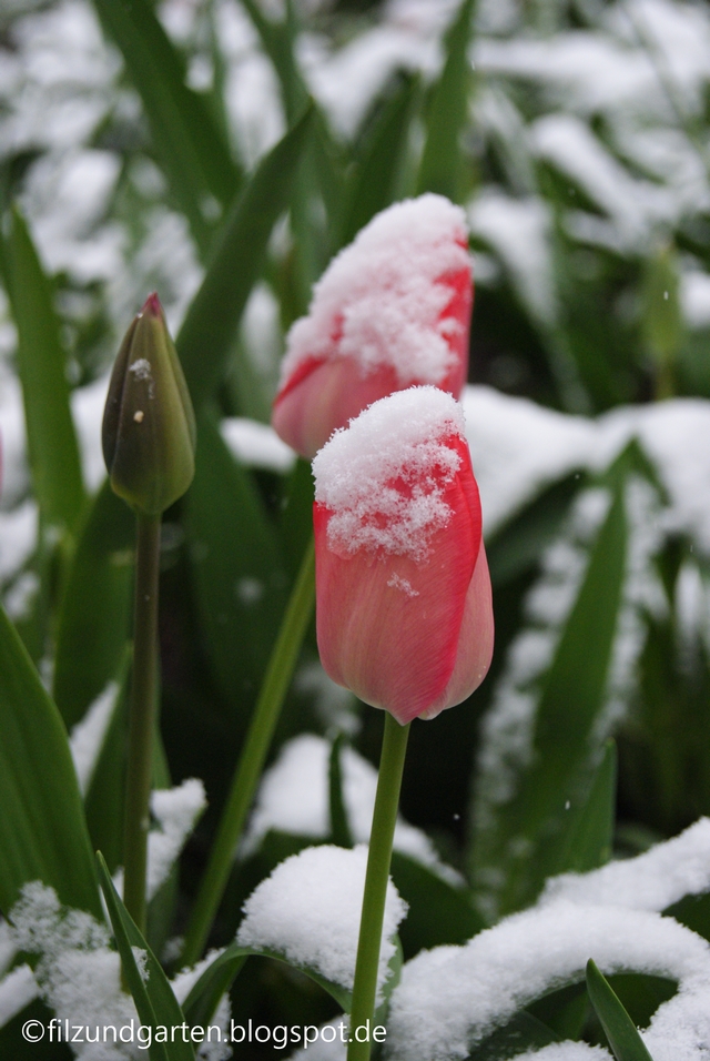 Tulpen im Schnee am 2. April