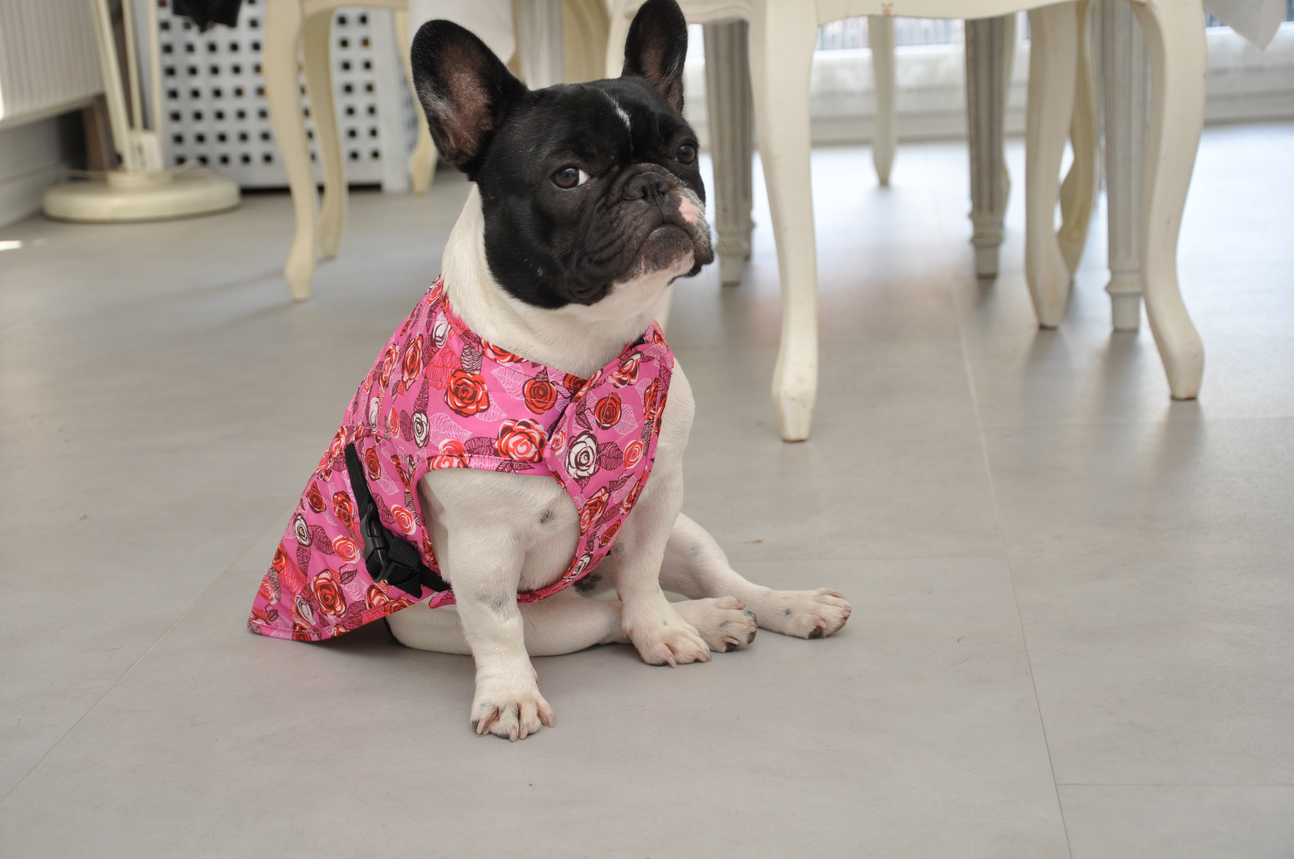 Découvrez les accessoires pour chien de notre animalerie – BABINE  Concept-Store
