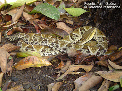 serpiente terciopelo Bothrops asper