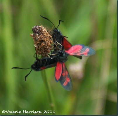 29-six-spot-burnets-1