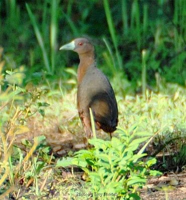 Informasi Tentang Burung Kareo Sulawesi