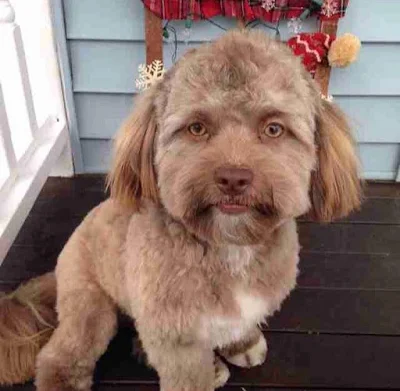 cachorro pequeno com cara e olhos de gente pessoa humano