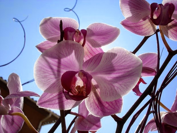 Método para florescer a orquídea mais de uma vez