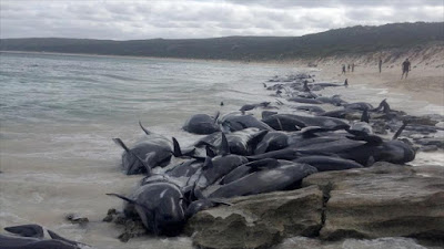 Mueren 150 ballenas varadas en una playa de Australia