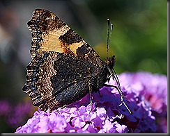 IMG_4263