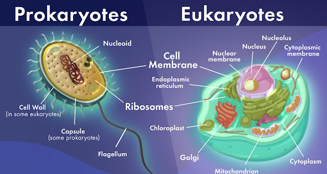 प्रोकैरियोटिक और यूकेरियोटिक कोशिकाओं के बीच क्या अंतर है ?    |      What is the difference between Prokaryotic and Eukaryotic Cells in hindi ?