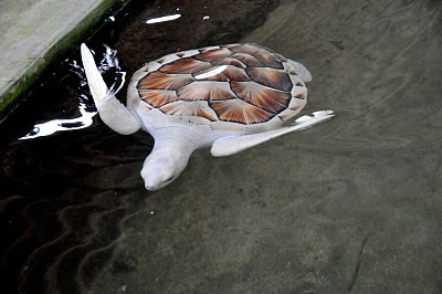 Albino Turtle