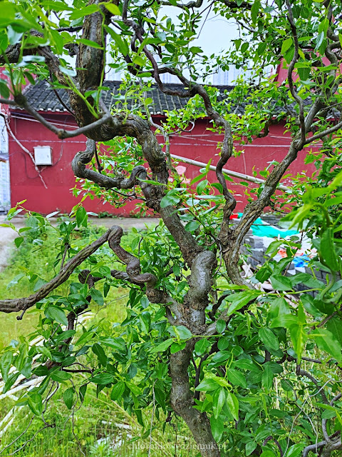 Głożyna pospolita jujube  Ziziphus jujuba chinskie drzewo daktylowe owocowe red date chinese Tortuosa uprawa w Polsce sadzonki owoce nasiona daktyle