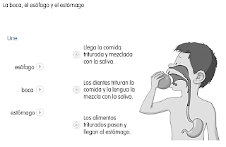 http://primerodecarlos.com/SEGUNDO_PRIMARIA/SANTILLANA/Libro_Media_Santillana_c_del_medio_segundo/data/ES/RECURSOS/actividades/02/07/010207.swf