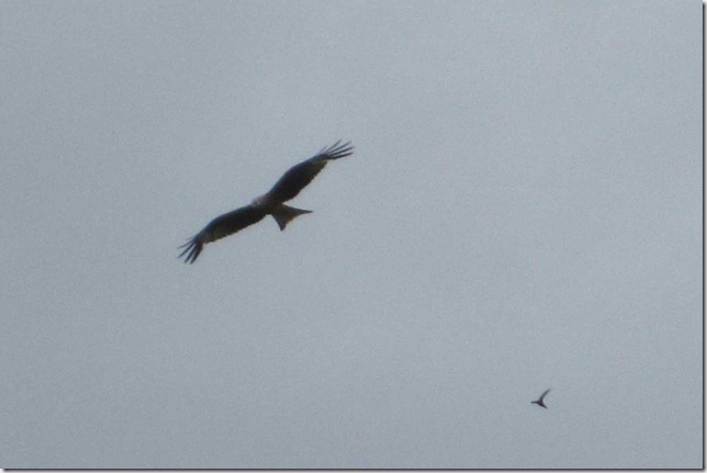kite-3