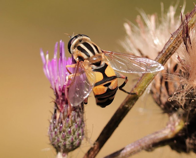 Gemeine Sumpfschwebfliege