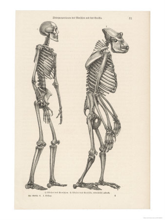 human anatomy skeleton. human skeleton drawing. human