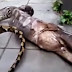 Anaconda vomita un caballo después de haberlo tragado, terrible, miren el minuto 2:37