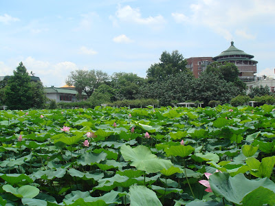 Lotus Pond