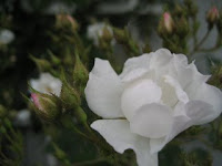 Polar Rose