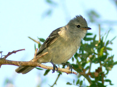 Piojito silbón Camptostoma obsoletum