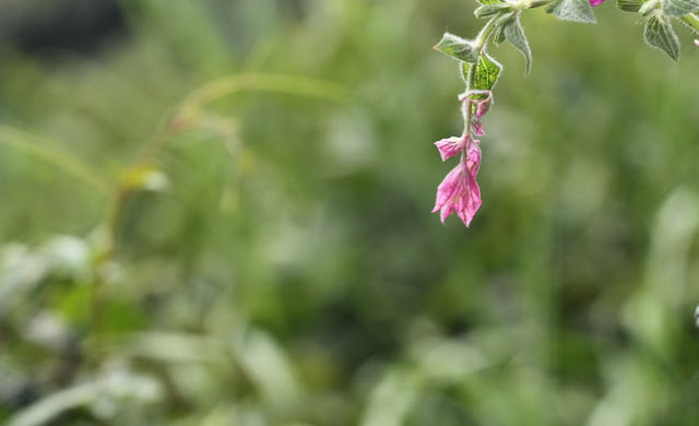 Annual Clary Sage