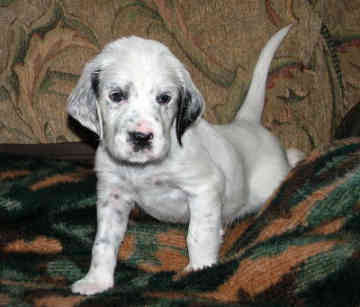 English Setter Dog Picture