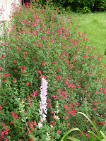 salvia microphylla