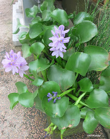 water hyacinth, Eichornia crassipes