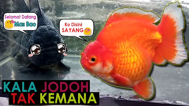Unboxing Ikan Mas Koki Baru Jenis Yuanbo RED: Iwak Buncit Incaran Sejak Lama