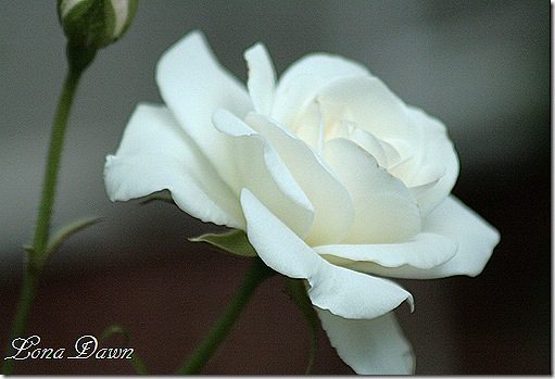 Rose_Iceberg2
