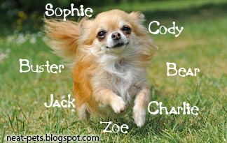 Best Pet Names For Girls
