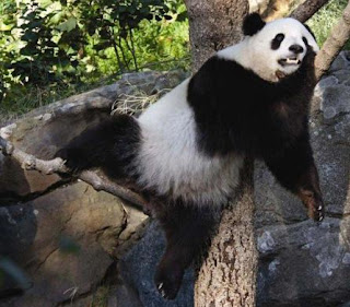 Oso Panda gigante durmiendo sobre las ramas de un árbol