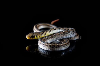 snake photography tutorial