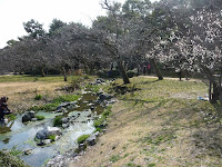 出水の小川と白梅の木