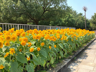 木曽三川公園センター　ひまわり　岐阜県海津市