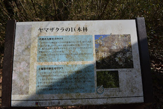 ひたち海浜公園の桜