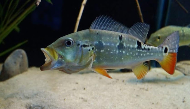 ikan pbass pinima