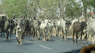 https://janglekheti.blogspot.com/2021/04/dairy-farming-wild-farming.html